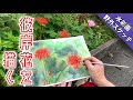 【野外スケッチ】赤い絵の具は注意! 彼岸花を透明水彩で描く/描き方  つらら庵 Water color