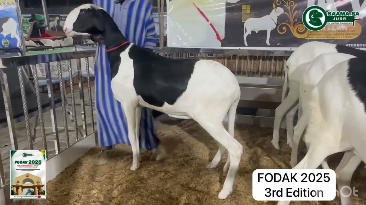 Saama sa Jurr Network at the Foire Adavancing livestock improvement