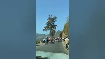 Cây cô đơn- Hà Giang