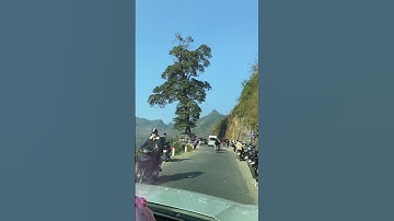 Cây cô đơn- Hà Giang