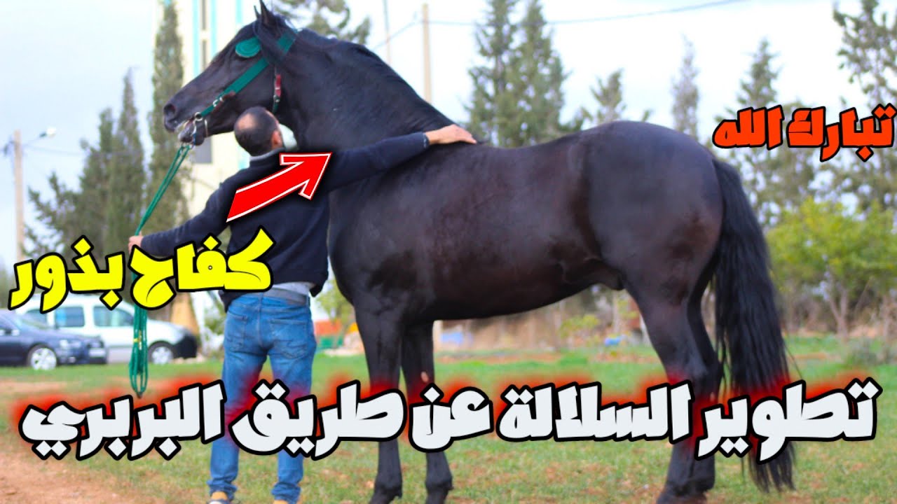 زرت اخي حكيم و شفت منتوجات للخيول من المستوى العالي تبارك الله  باقليم خريبكة🐎 أجيو تولعو معانا🇲🇦
