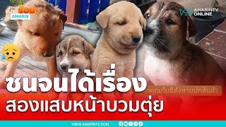 เผยคลิปน่าเอ็นดู น้องหมาสองแสบหน้าบวมตุ่ย | เรื่องร้อนอมรินทร์