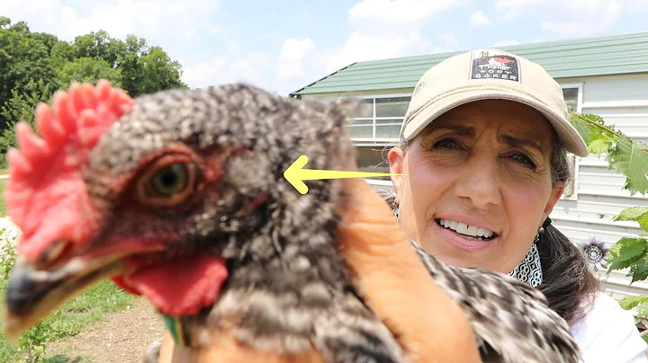 Raising Chickens? DID YOU KNOW ABOUT THIS.
