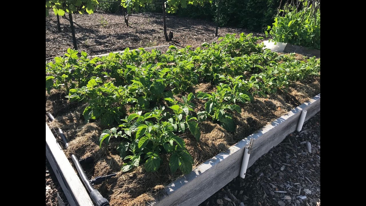 Plant potatoes: Everyone Can Grow a Garden (2021) #17