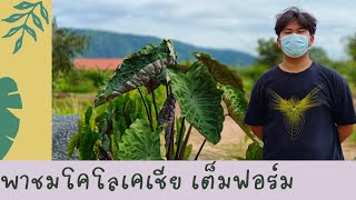 ปลูกโคโลคาเซีย การทำจำนวนไม้ วิธีการเลี้ยง colocasia วัสดุปลูก ปุ๋ยบำรุงต้นไม้  @SkyPlants