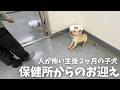 保健所の１番奥の隅っこで恐怖に怯える子犬をお迎えしました…