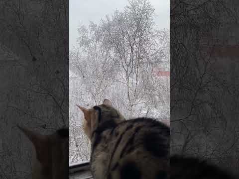 Таити, Таити! Нас