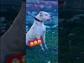 पुच्चू #vs#shorts#dogshorts#pitbull#dogtraining#americanbully#dog#labrador#ytshorts#k9#comedy