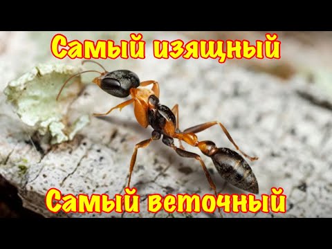 Видео: The Ants. Изящный Веточный Муравей