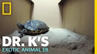 Egg-Bound Turtle Dr. Ks Exotic Animal Er