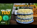 Quick harvest bean sprouts  only 2 days