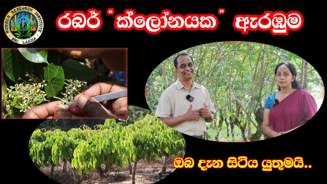 නව රබර් ක්ලෝනයක ආරම්භය The Beginning of a New Rubber Clone