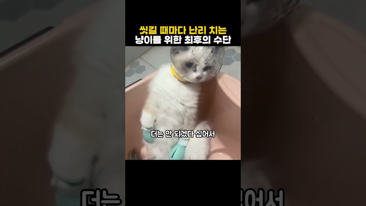 씻길 때마다 난리 치는 고양이이를 위한 최후의 수단