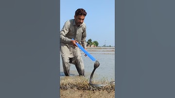 shukar he sanp pakkar lia