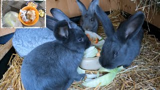 Meine Standardfütterung der Kaninchen by Sergej Info 2,236 views 6 months ago 10 minutes, 43 seconds