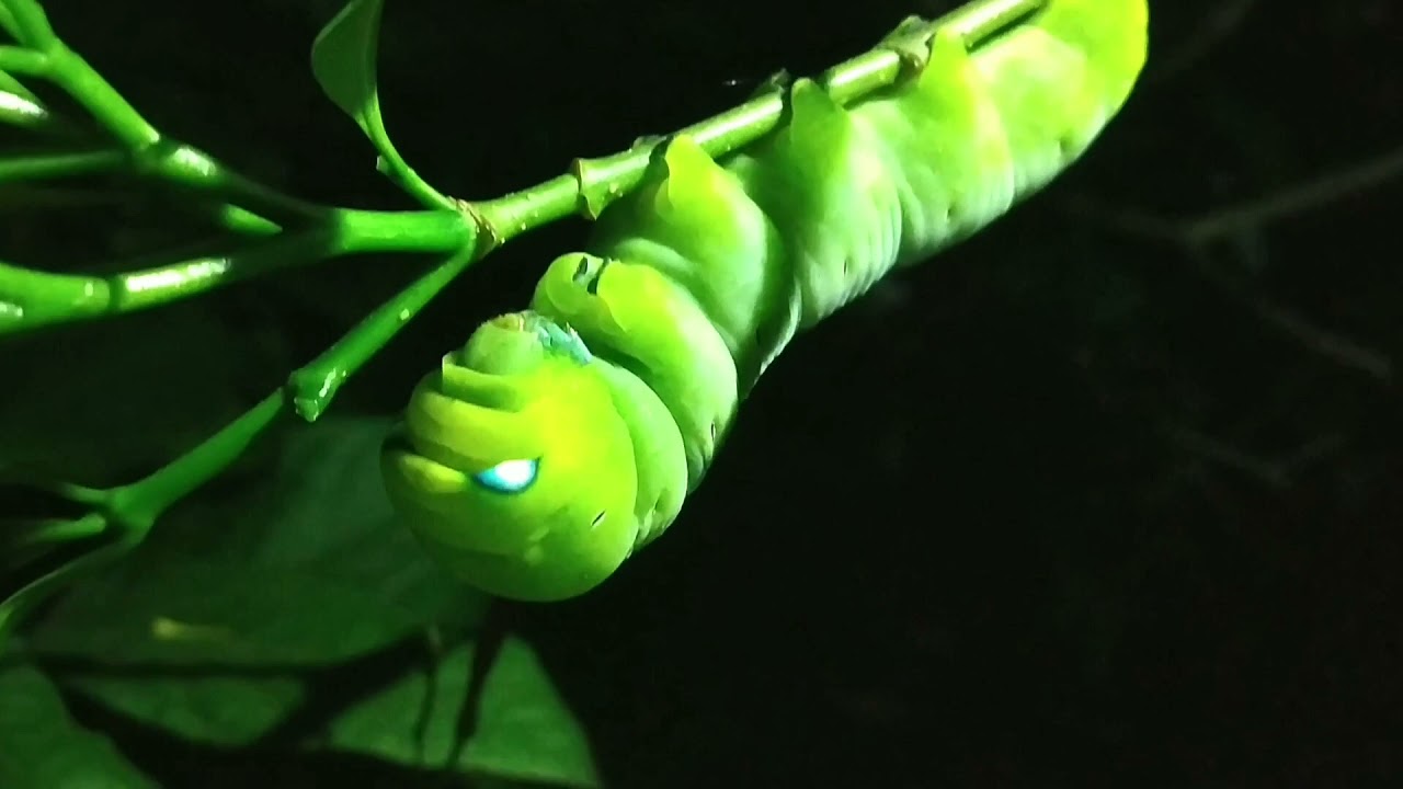blue eyes caterpillar