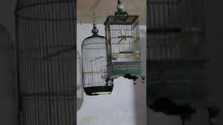 pancingan Prenjak sawah (ciwah ) gacor nembak ngebren