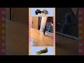 Cat Shocked At Mirror 😹 Cats Vs Mirrors Hilarious🤣5 #Shorts