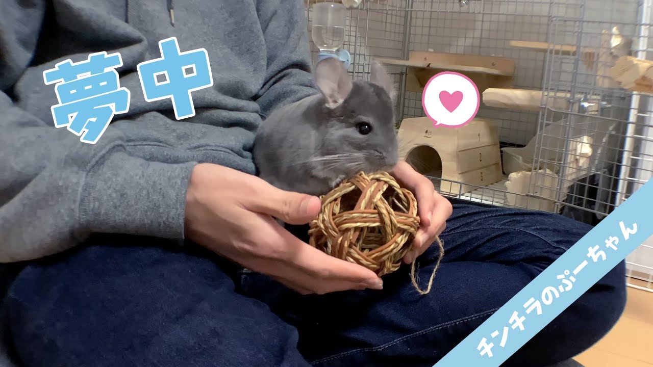 チンチラのおもちゃ 1番の食いつき ぷーちゃんに わら ラタンボール をプレゼント Funny And Cute Chinchilla Youtube