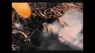 DECORAH EAGLES  3\/31\/2015  5:50 PM  CDT    MOM BRINGS FISH-CLOSE UPS OF EGG \& EAGLETS