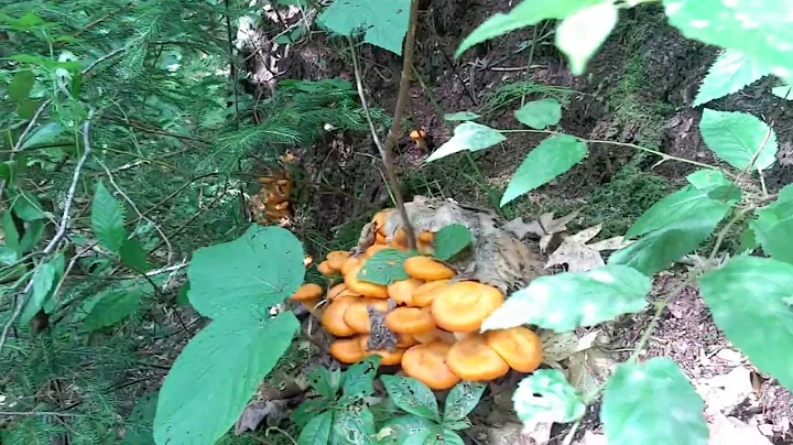 I found some Jack-o'-lantern mushrooms! I think...