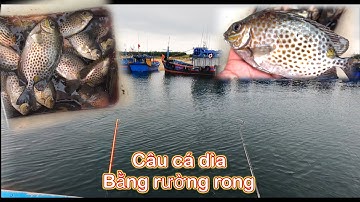 câu cá dìa bằng rường rong