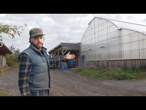 Vidéo: Aster Fusarium : Apprenez à traiter la flétrissure de l'aster dans les jardins