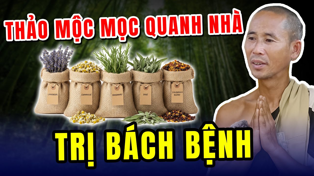 202: Thầy Minh Tuệ chỉ rõ 5 loại thảo dược mọc quanh nhà trị bách bệnh, đuổi tà khí