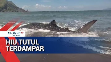 Hiu Tutul Terdampar Di Pantai Pancer