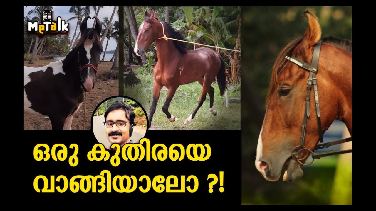 ഒരു കുതിരയെ വാങ്ങിയാലോ?! l Wanna Buy A Horse? l Malayalam l Dr.Muhamed Faisal l MeTalk YouTube