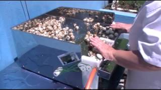 Quail eggs peeling machine mini