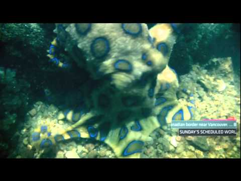 MGS4 Octopus Documentary