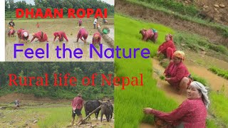 Vlog _DHAAN ROPAI # Rural life of Nepal🇳🇵 during Monsoon