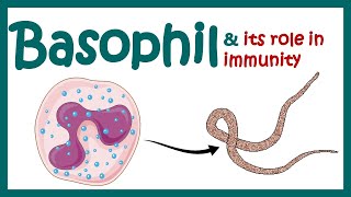 Basophil | Basophil's role in immunity | What causes basophils to be high? | Basophilia & Basopenia