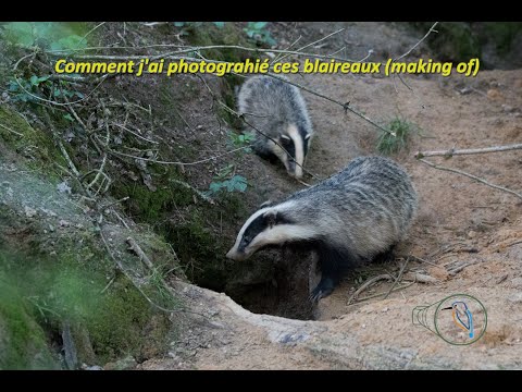 comment photographier des blaireaux (making of)  #photoanimalière #technique #tuto