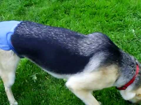 german shepherd diapers