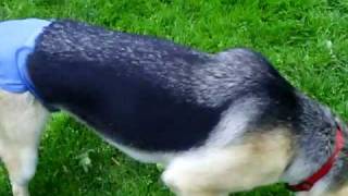 german shepherd diapers