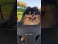 落ち着いて🩵 #ポメラニアン #かわいい犬 #MaverickThePomeranian