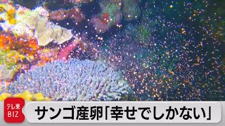 貴重！サンゴの産卵（2021年5月28日）