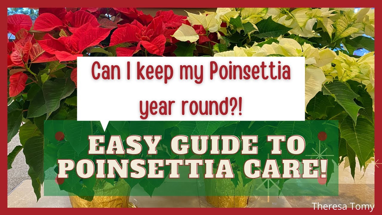 How to keep Poinsettia alive year round . Poinsettia growing tips. - YouTube