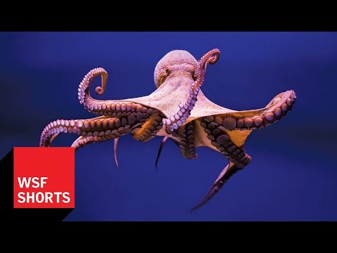 Video: Octopussen En Inktvissen Kunnen RNA Herschrijven. Is Dat Waarom Ze Zo Slim Zijn? - Alternatieve Mening