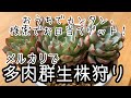 【多肉植物・メルカリで狩った群生多肉】リアル多肉狩りができないから、ネットで狩る　おひとりさま株と比較も！