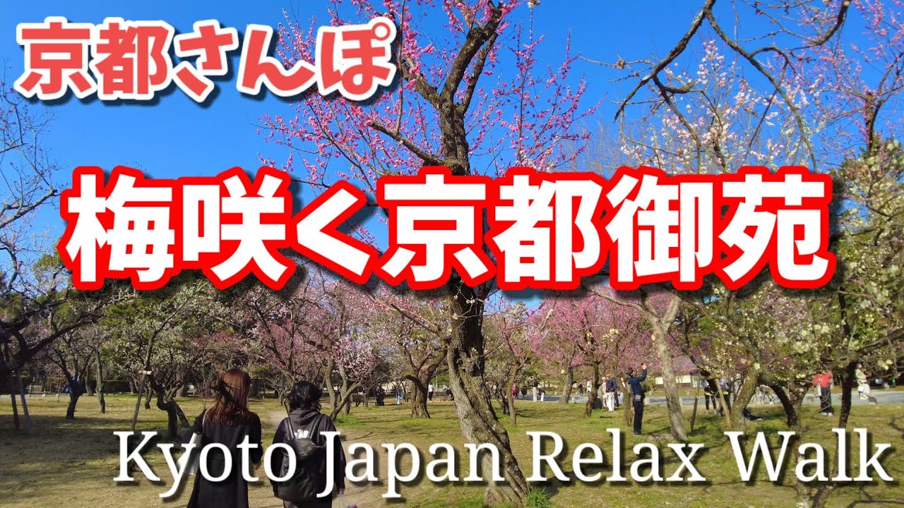 3/10(金)京都の梅 京都御苑 梅林 出水の小川 厳島神社 黒木の梅【4K】Kyoto Japan walk!