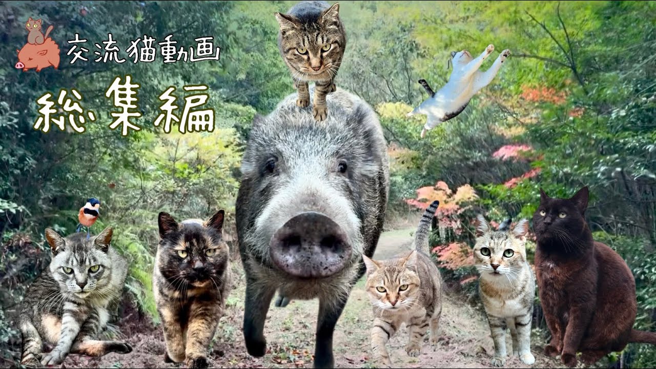 猫もイノシシも小鳥たちもみんな集まれ総集編【交流猫動画】