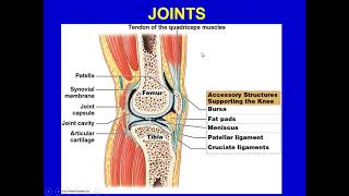 ANATOMY & PHYSIOLOGY LECTURE-CHAPTER 8-JOINTS