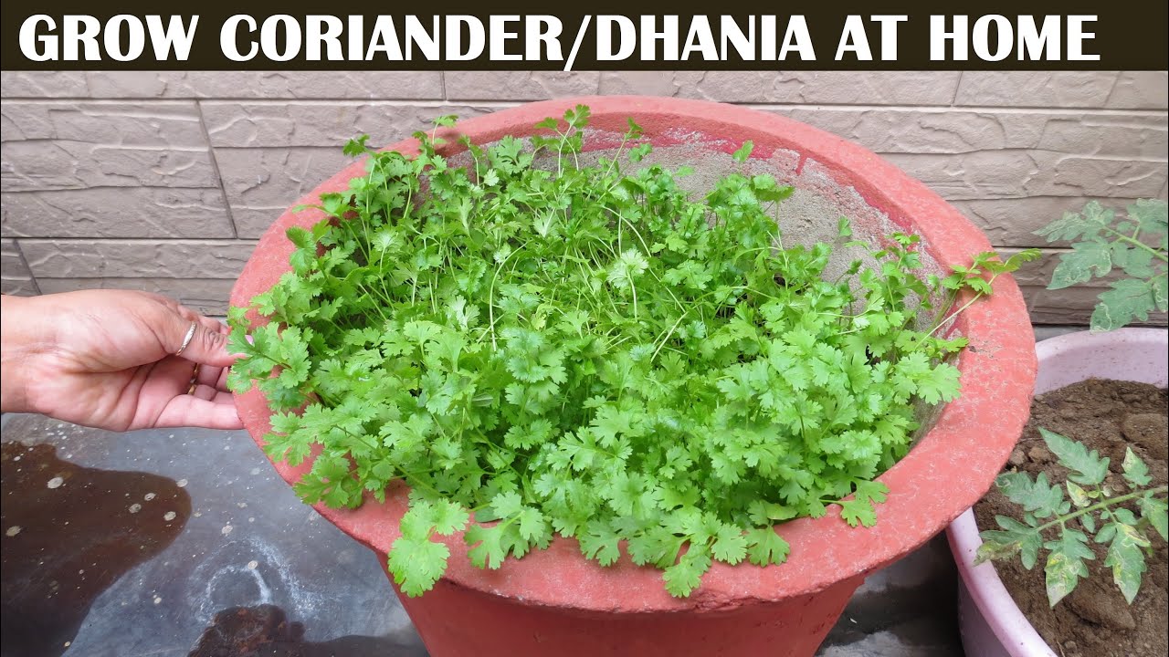 4 दिन में हरा धनिया उगाओ बिना बीज के नए तरीके से Grow Coriander