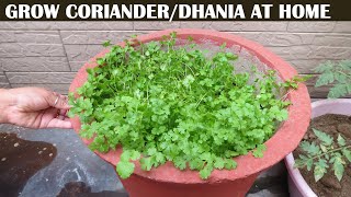 4 दिन में हरा धनिया उगाओ बिना बीज के नए तरीके से | Grow Coriander/Dhania At Home | Cilantro at Home