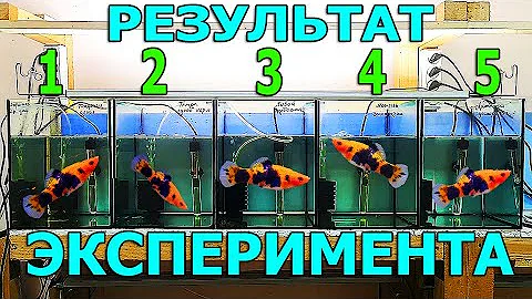 Сам в шоке! Результаты эксперимента