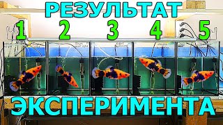 Сам в шоке! Результаты эксперимента