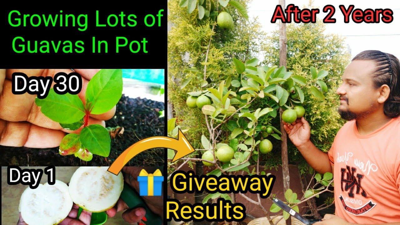 How To Grow Guava In Pot From Seed To Harvest Two Years Updates